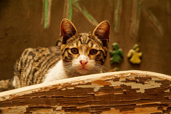 Comment fonctionnent les panneaux solaires pour produire de l'énergie renouvelable